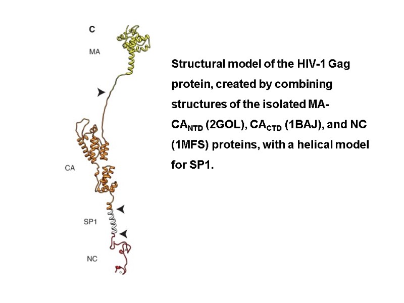 Structural model of the HIV-1 Gag protein, created by combining structures of the isolated